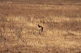 TANZANIA - Ngorongoro Crater - 65